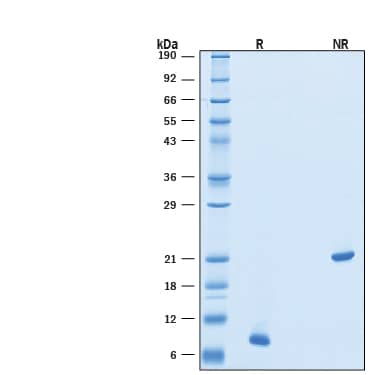 SDS-Page BMP-4 [Unconjugated]