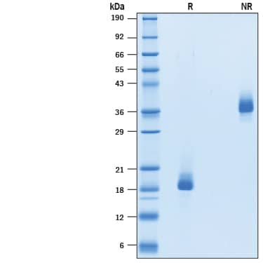 2 μg/lane of Recombinant Rat BMP-6 (Catalog # 10420-BM) was resolved with SDS-PAGE under reducing (R) and non-reducing (NR) conditions and visualized by Coomassie® Blue staining, showing bands at 16-22 kDa and 32-44 kDa, respectively.