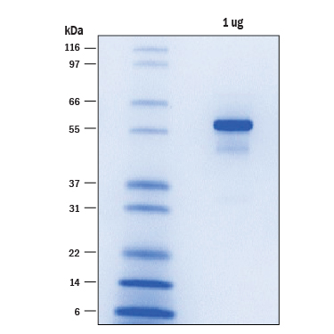 1 μg per lane of Recombinant Human His8-(DYKDDDDK)-BRD4 (49-460 (Catalog # SP-600) was resolved with SDS-PAGE under reducing conditions and visualized by colloidal Coomassie Blue staining, showing a band at 57 kDa.