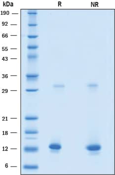 SDS-Page BST2 [Unconjugated]
