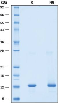 SDS-Page BST2 [Unconjugated]