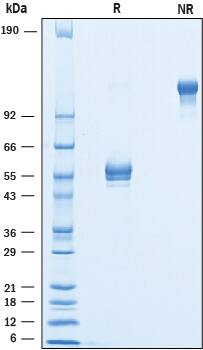 SDS-Page BTLA/CD272 [Unconjugated]
