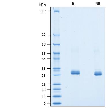 2 μg/lane of Recombinant Human BTN3A2 His-tag Avi-tag (Catalog # AVI9514) was resolved with SDS-PAGE under reducing (R) and non-reducing (NR) conditions and visualized by Coomassie® Blue staining, showing bands at 27-37 kDa.