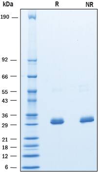 2 μg/lane of Recombinant Human BTN3A3 was resolved with SDS-PAGE under reducing (R) and non-reducing (NR) conditions and visualized by Coomassie® Blue staining, showing bands at 28 -37 kDa.