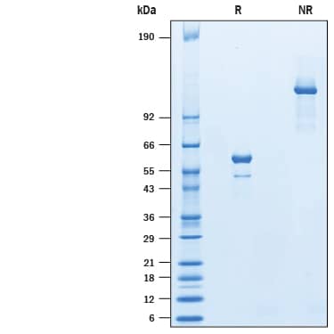 2 μg/lane of Recombinant Mouse BTNL3 Fc Chimera (Catalog # 10222-BT) was resolved with SDS-PAGE under reducing (R) and non-reducing (NR) conditions and visualized by Coomassie® Blue staining, showing bands at 45-65 kDa and 90-130 kDa, respectively.