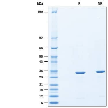 2 μg/lane of RecombinantE. coliBirA His-tag (Catalog # 10464-BA) was resolved with SDS-PAGE under reducing (R) and non-reducing (NR) conditions and visualized by Coomassie® Blue staining, showing bands at 30-38 kDa.