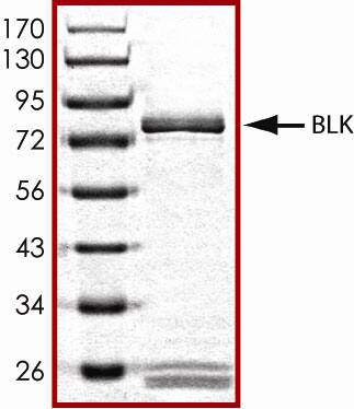 The approximate molecular weight is 84 kDa and the purity is > 90%.