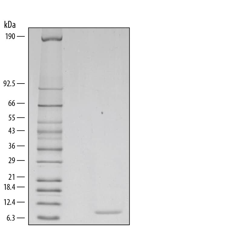1 μg/lane of Recombinant Mouse CCL2/JE/MCP-1 was resolved with SDS-PAGE under reducing (R) conditions and visualized by silver staining, showing a band at 8 kDa.