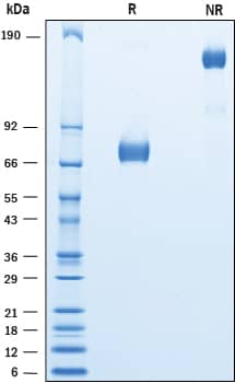 2 μg/lane of Recombinant Cynomolgus Monkey CD155/PVR Fc Chimera was resolved with SDS-PAGE under reducing (R) and non-reducing (NR) conditions and visualized by Coomassie® Blue staining, showing bands at 68-77 kDa and 140-150 kDa, respectively.