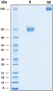 2 μg/lane of Biotinylated Recombinant Human CD155/PVR Fc Chimera Avi-tag (Catalog # AVI9174) was resolved with SDS-PAGE under reducing (R) and non-reducing (NR) conditions and visualized by Coomassie® Blue staining, showing bands at 86-98 kDa and 172-200 kDa, respectively.