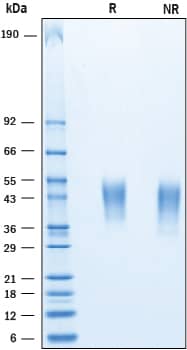 2 μg/lane of Recombinant Human CD200 was resolved with SDS-PAGE under reducing (R) and non-reducing (NR) conditions and visualized by Coomassie® Blue staining, showing bands at 38-54 kDa.
