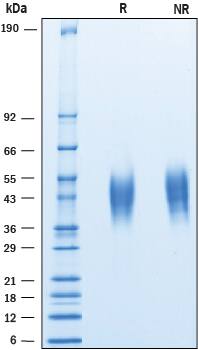 2 μg/lane of Recombinant Cynomolgus Monkey CD200 was resolved with SDS-PAGE under reducing (R) and non-reducing (NR) conditions and visualized by Coomassie® Blue staining, showing bands at 38-46 kDa.
