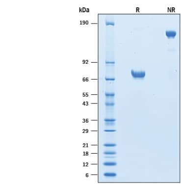 2 μg/lane of Biotinylated Recombinant Human CD200 Fc Chimera Avi-tag Protein (Catalog # AVI2724)was resolved with SDS-PAGE under reducing (R) and non-reducing (NR) conditions and visualized by Coomassie® Blue staining, showing bands at 60-80 kDa.