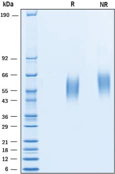 SDS-Page CD200R1 [Unconjugated]