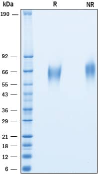 SDS-Page CD200R1 [Unconjugated]