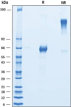 SDS-Page CD27/TNFRSF7 [Unconjugated]