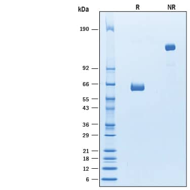 2 μg/lane of Recombinant Cynomolgus Monkey CD2 Fc Chimera (Catalog # 10213-CD) was resolved with SDS-PAGE under reducing (R) and non-reducing (NR) conditions and visualized by Coomassie® Blue staining, showing bands at 60-66 kDa and 120-135 kDa, respectively.