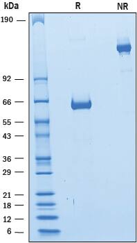 2 μg/lane of Recombinant Human CD2 Fc chimera was resolved with SDS-PAGE under reducing (R) and non-reducing (NR) conditions and visualized by Coomassie® Blue staining, showing bands at 59-65 kDa and 120-130 kDa, respectively.