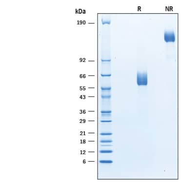 SDS-Page CD300c [Unconjugated]