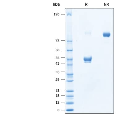SDS-Page CD300e/LMIR6 [Unconjugated]