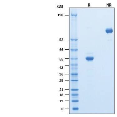 SDS-Page CD302/CLEC13A [Unconjugated]