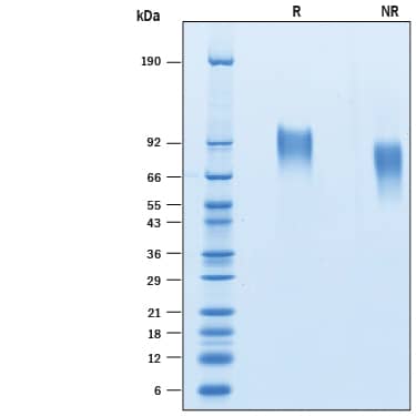 2 μg/lane of Recombinant Human CD30/TNFRSF8 His-tag Avi-tag (Catalog # AVI10239) was resolved with SDS-PAGE under reducing (R) and non-reducing (NR) conditions and visualized by Coomassie® Blue staining, showing bands at 82-98 kDa.