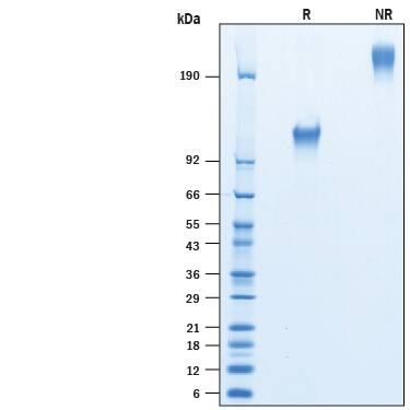 2 μg/lane of Recombinant Human CD30/TNFRSF8 Fc Chimera Avi-tag (Catalog # AVI 10240) was resolved with SDS-PAGE under reducing (R) and non-reducing (NR) conditions and visualized by Coomassie® Blue staining, showing bands at 107-127 kDa and 210-250 kDa, respectively.