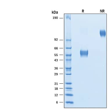 2 μg/lane of Recombinant Human CD37 Fc Chimera (Catalog # 10160-CD) was resolved with SDS-PAGE under reducing (R) and non-reducing (NR) conditions and visualized by Coomassie® Blue staining, showing major bands at 54-63 kDa and 108-126 kDa, respectively.