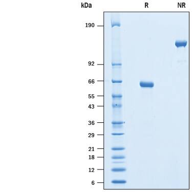 2 μg/lane of Biotinylated Recombinant Human CD40/TNFRSF5 Fc Chimera Avi-tag (Catalog # AVI10380) was resolved with SDS-PAGE under reducing (R) and non-reducing (NR) conditions and visualized by Coomassie® Blue staining, showing bands at 61-66 kDa and 120-135 kDa, respectively.