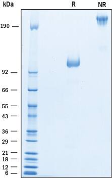 SDS-Page CD43/Sialophorin [Unconjugated]