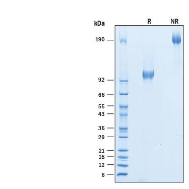2 μg/lane of Recombinant Human CD44v5 Fc Chimera (Catalog # 10146-CD) was resolved with SDS-PAGE under reducing (R) and non-reducing (NR) conditions and visualized by Coomassie® Blue staining, showing bands at 95-110 kDa and 190-220 kDa, respectively.