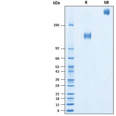 2 μg/lane of Recombinant Human CD45RB Fc Chimera Protein (Catalog # 10477-CD) was resolved with SDS-PAGE under reducing (R) and non-reducing (NR) conditions and visualized by Coomassie® Blue staining, showing bands at 123-152 kDa and 250-300 kDa, respectively.