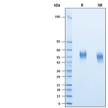 2 μg/lane of Recombinant Human CD46 His-tag was resolved with SDS-PAGE under reducing (R) and non-reducing (NR) conditions and visualized by Coomassie® Blue staining, showing bands at 40-67 kDa.