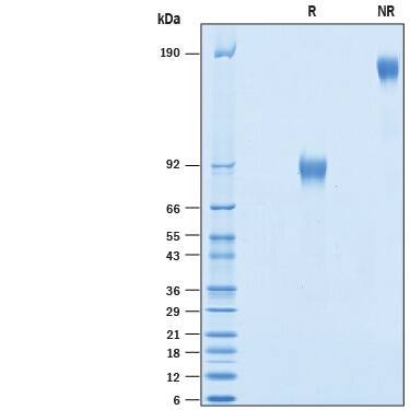 2 μg/lane of Recombinant Human CD46 Fc Chimera was resolved with SDS-PAGE under reducing (R) and non-reducing (NR) conditions and visualized by Coomassie® Blue staining, showing bands at 88-98 kDa and 160-190 kDa, respectively.