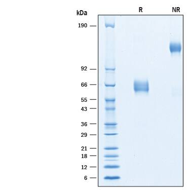 2 μg/lane of Recombinant Human CD47 Fc Chimera Avi-tag (Catalog # AVI4670) was resolved with SDS-PAGE under reducing (R) and non-reducing (NR) conditions and visualized by Coomassie® Blue staining, showing bands at 60-70 kDa and 120-140 kDa, respectively.