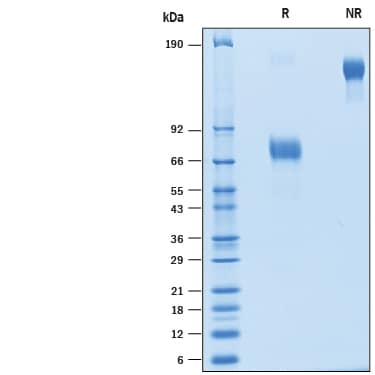 2 μg/lane of Recombinant Cynomolgus Monkey CD48/SLAMF2 Fc Chimera (Catalog # 10362-CD) was resolved with SDS-PAGE under reducing (R) and non-reducing (NR) conditions and visualized by Coomassie® Blue staining, showing bands at 67-78 kDa and 135-155 kDa, respectively.