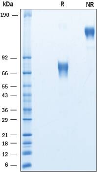 2 μg/lane of Recombinant Human CD58/LFA‑3 Fc Chimera (Catalog# 10068-CD) was resolved with SDS-PAGE under reducing (R) and non-reducing (NR) conditions and visualized by Coomassie® Blue staining, showing bands at 71-82 kDa and 140 -160 kDa, respectively.
