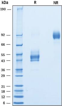 SDS-Page CD63 [Unconjugated]