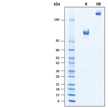 SDS-Page CD68/SR-D1 [Unconjugated]