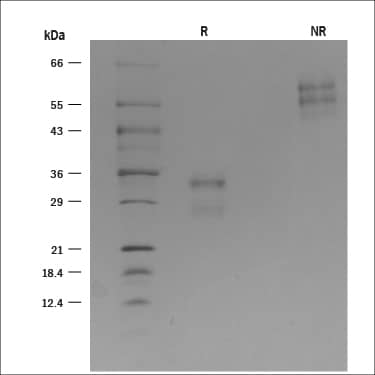 SDS-Page CD69 [Unconjugated]