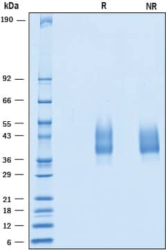 SDS-Page CD79A [Unconjugated]