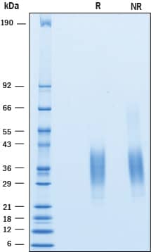 2 μg/lane of Recombinant Human CD79B was resolved with SDS-PAGE under reducing (R) and non-reducing (NR) conditions and visualized by Coomassie® blue staining, showing bands at 21 - 44 kDa.