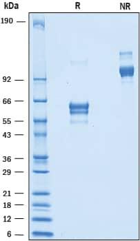 SDS-Page CD82/Kai-1 [Unconjugated]