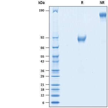 2 μg/lane of Recombinant Human CDCP1 (Secreted Form) Fc Chimera (Catalog # 10328-CU) was resolved with SDS-PAGE under reducing (R) and non-reducing (NR) conditions and visualized by Coomassie® Blue staining, showing bands at 75-95 kDa and 150-190 kDa, respectively.