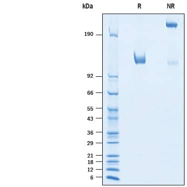 2 μg/lane of Recombinant Human CDCP1 Fc Chimera (Catalog # 10402-CU) was resolved with SDS-PAGE under reducing (R) and non-reducing (NR) conditions and visualized by Coomassie® Blue staining, showing bands at 110-130 kDa and 220-260 kDa, respectively.