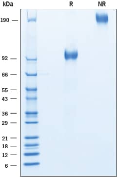 SDS-Page CEACAM18 [Unconjugated]