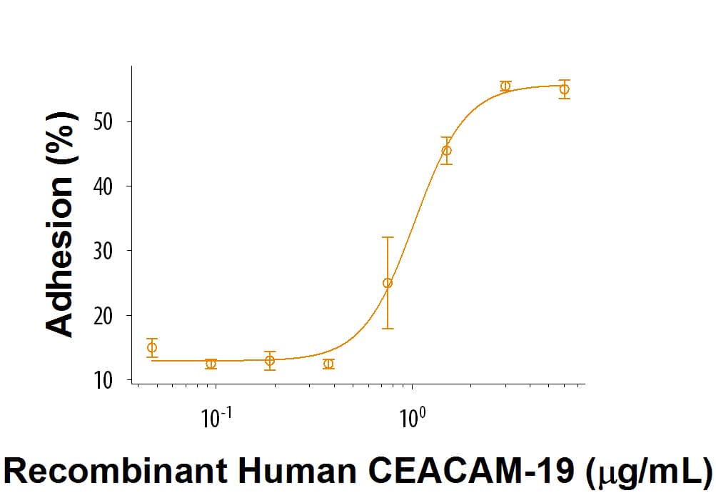 Immobilized Recombinant Human CEACAM-19 (Catalog # 9397-CM) enhances L Cells mouse fibroblasts adhesion. The ED50 for this effect is 0.4-2.4 μg/mL.