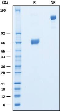2 μg/lane of Recombinant Human CEACAM-21 was resolved with SDS-PAGE under reducing (R) and non-reducing (NR) conditions and visualized by Coomassie® Blue staining, showing bands at 62 - 72 kDa and 130 - 140 kDa, respectively.
