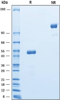SDS-Page CEACAM3/CD66d [Unconjugated]