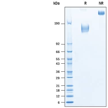 2 μg/lane of Recombinant Human CEACAM-5/CD66e Fc Chimera Protein (Catalog # 10449-CM) was resolved with SDS-PAGE under reducing (R) and non-reducing (NR) conditions and visualized by Coomassie® Blue staining, showing bands at 135-175 kDa and 270-330 kDa, respectively.